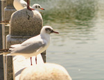 ダイアリー大濠公園 周辺環境image