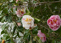 ダイアリー二日市駅前