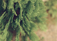 ダイアリー伊都