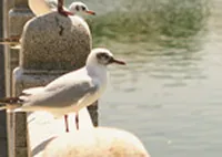 ダイアリー大濠公園